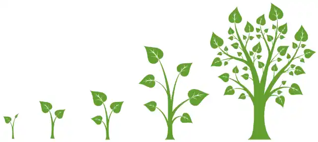 Van klein boompje naar grote boom